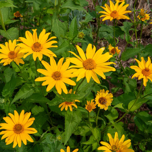 Sonnenauge (x5) - Bakker