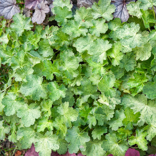 Purpurglöckchen-Hybriden Hercules ® (x3) - Bakker
