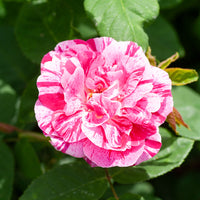 Historische Rose Ferdinand Pichard (Bourbon) - Rosa Ferdinand Pichard - Bakker