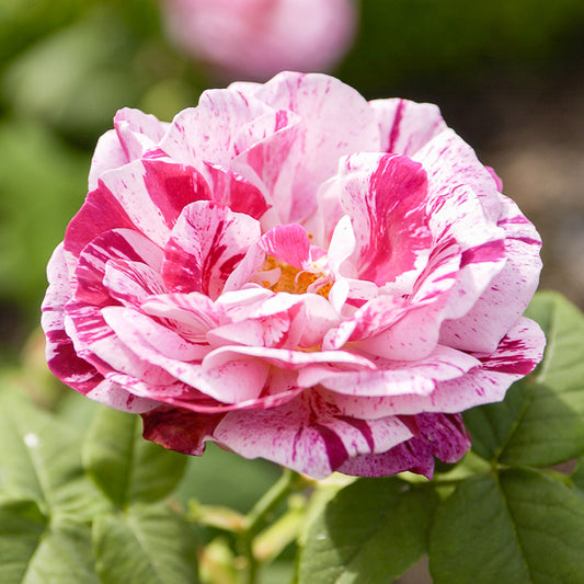 Historische Rose Ferdinand Pichard (Bourbon) - Bakker