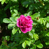 Botanische Rosen (x2) - Rosa rugosa hansa , boule de neige - Bakker