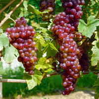 Rebe Chasselas rose - Vitis vinifera Chasselas rose - Bakker