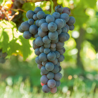 Vitis vinifera Chasselas rose, Muscat de Hambourg, Exalta, Chasselas de Fontainebleau - Weinreben Mischung - Weinrebe