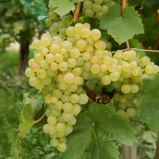 Rebe Chasselas de Fontainebleau - Bakker