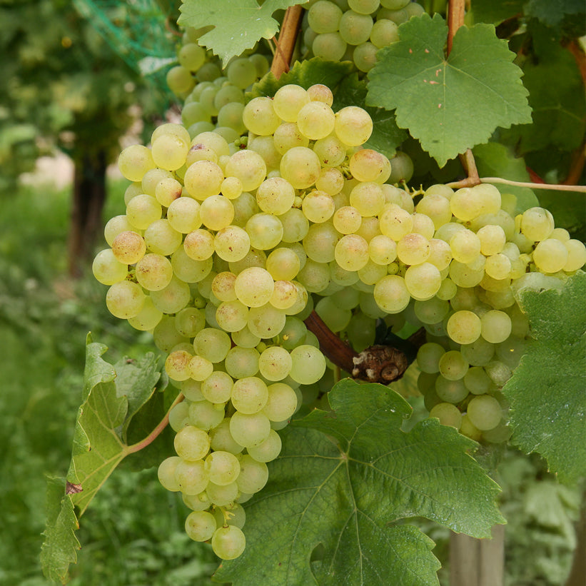 Weinrebe ‘Chasselas de Fontainebleau’ - Bakker
