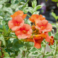 Trompetenblume Madame Galen - Kletterpflanzen - Bakker