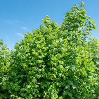 Corylus avellana - Haselnussbaum (x2) - Haselnuss