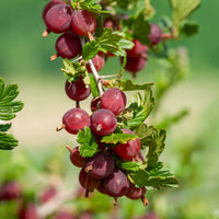 Stachelbeere Winham's Industry (x2) - Ribes uva-crispa winham's industry - Bakker