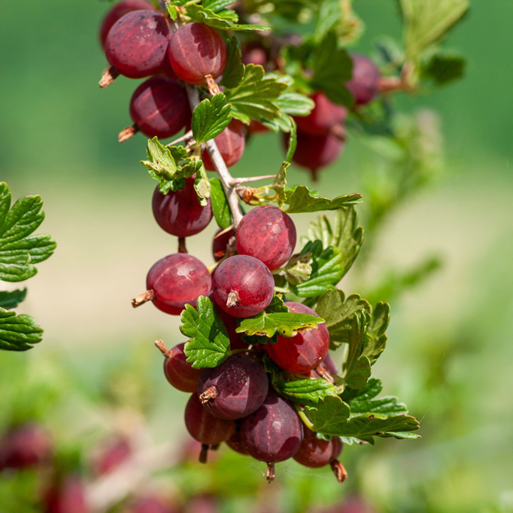 Stachelbeere Winham's Industry (x2) - Ribes uva-crispa winham's industry - Bakker