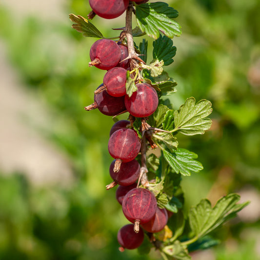 Stachelbeere Winham's Industry (x2) - Bakker