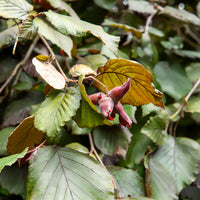 Bluthasel 'Purpurea' - Bakker