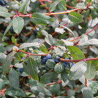 Maibeere - Lonicera kamtschatica - Bakker