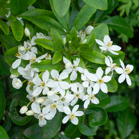 Verkauf Orangenblume