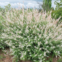 Verkauf Harlekinweide - Hecke von 3 m Länge (x3)