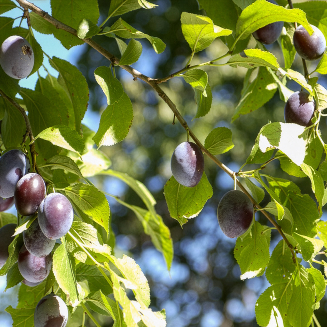 Pflaume ‘Quetsche d’Alsace’ - Bakker