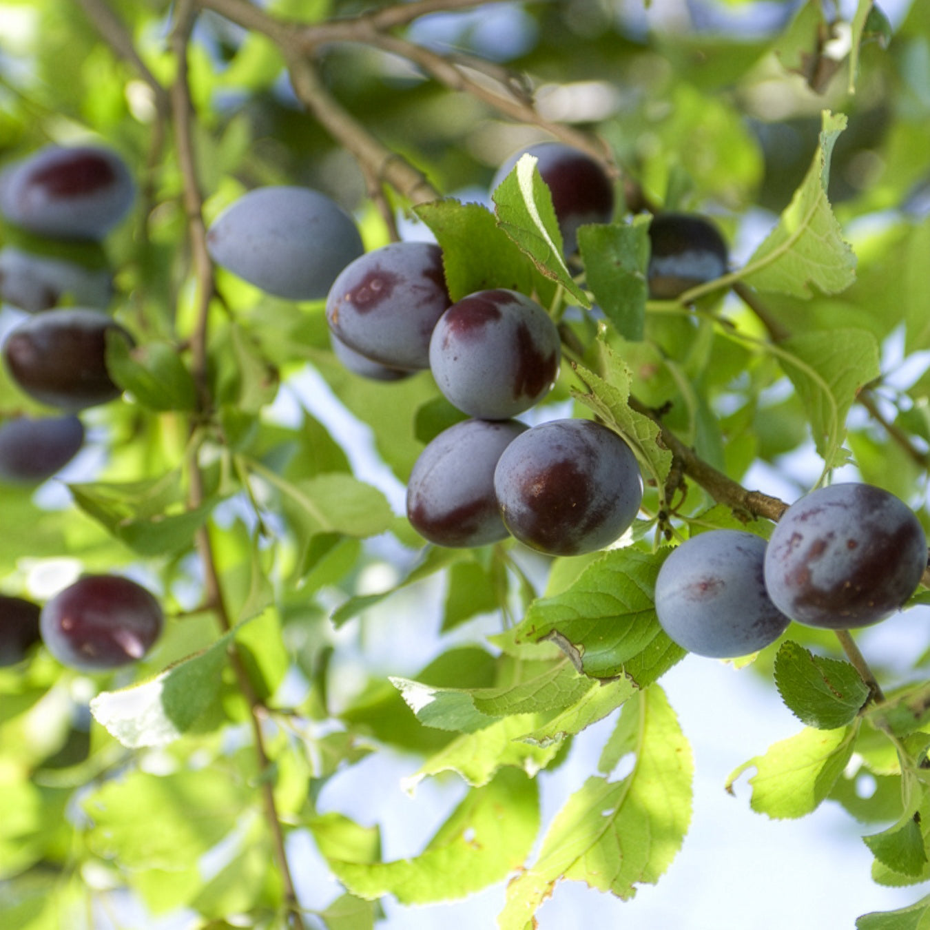 Pflaume ‘Quetsche d’Alsace’ - Prunus domestica Quetsche d'Alsace - Bakker