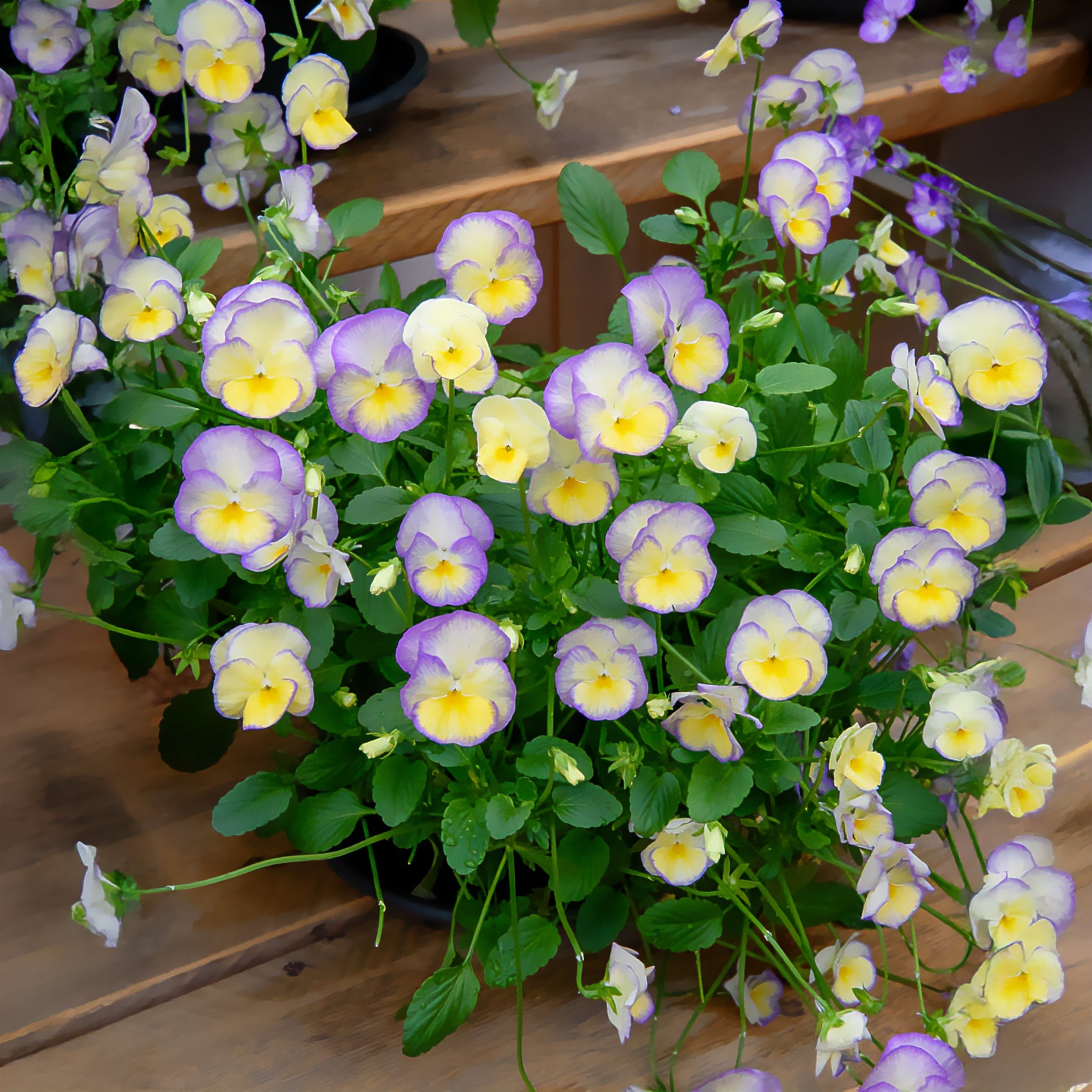 Viola cornuta etain - Stiefmütterchen Zinn (x3) - Blühende Stauden
