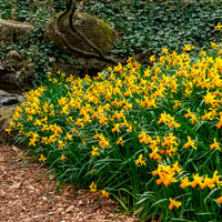 Verkauf Narzisse Jet Fire (x5)