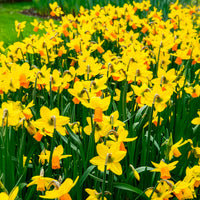 Verkauf Narzisse Jet Fire (x5) - Narcissus cyclamineus Jetfire