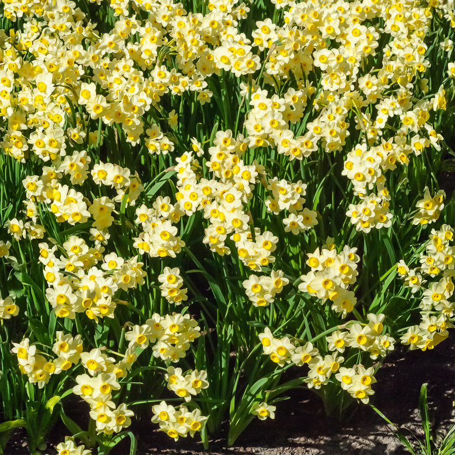 Narzisse Minnow (x10) - Bakker