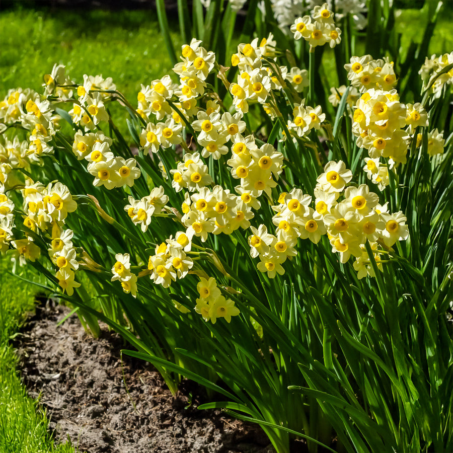 Narzisse Minnow (x10) - Narcissus tazetta Minnow - Bakker