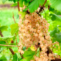 Weisse Johannisbeere auf Stamm - Bakker