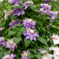 Waldrebe Diamantina - Clematis Diamantina Evipo 039 - Bakker