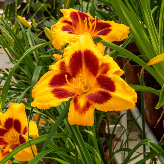 Taglie (x3) - Bakker