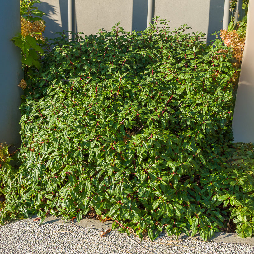 Viburnum - Immmergrüner Kissen-Schneeball - Viburnum davidii