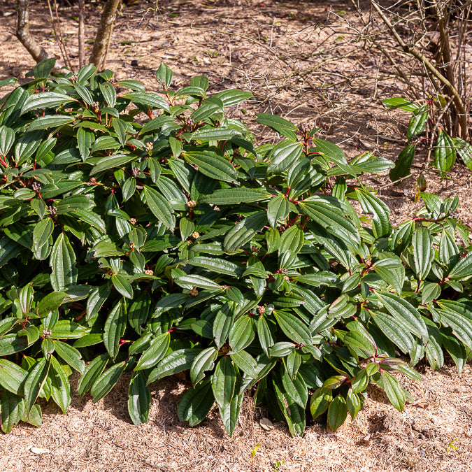 Verkauf Immmergrüner Kissen-Schneeball - Viburnum davidii