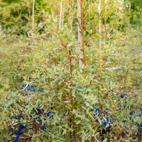 Eucalyptus gunnii france bleu ® ’rengun’ - Eukalyptus France Bleu ® Rengun - Eucalyptus - Eukalyptus