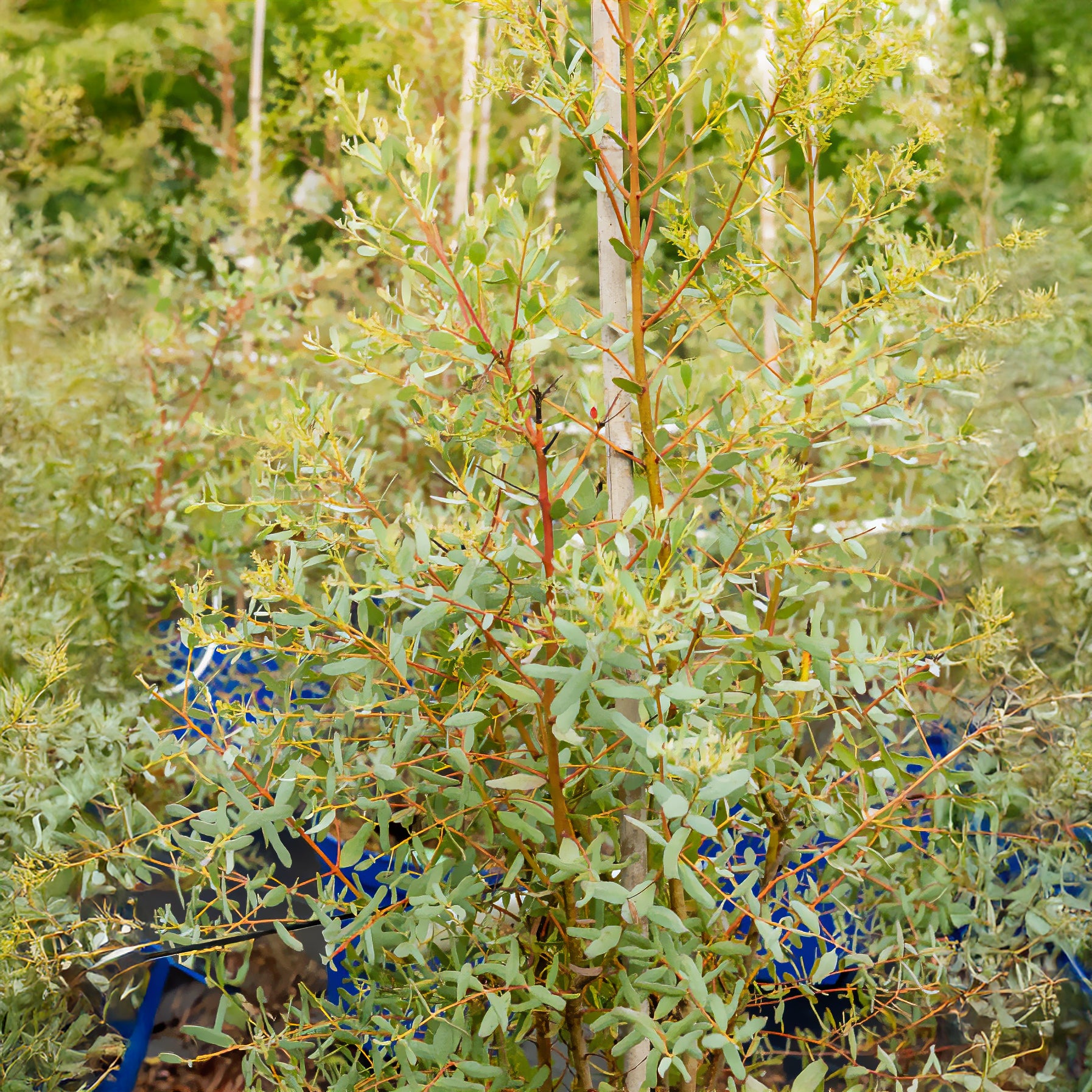 Eucalyptus gunnii france bleu ® ’rengun’ - Eukalyptus France Bleu ® Rengun - Eucalyptus - Eukalyptus