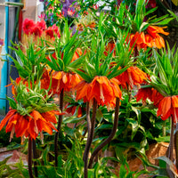 Fritillaria imperialis - Kaiserkrone 'Orange Beauty' - Fritillaria-Zwiebeln
