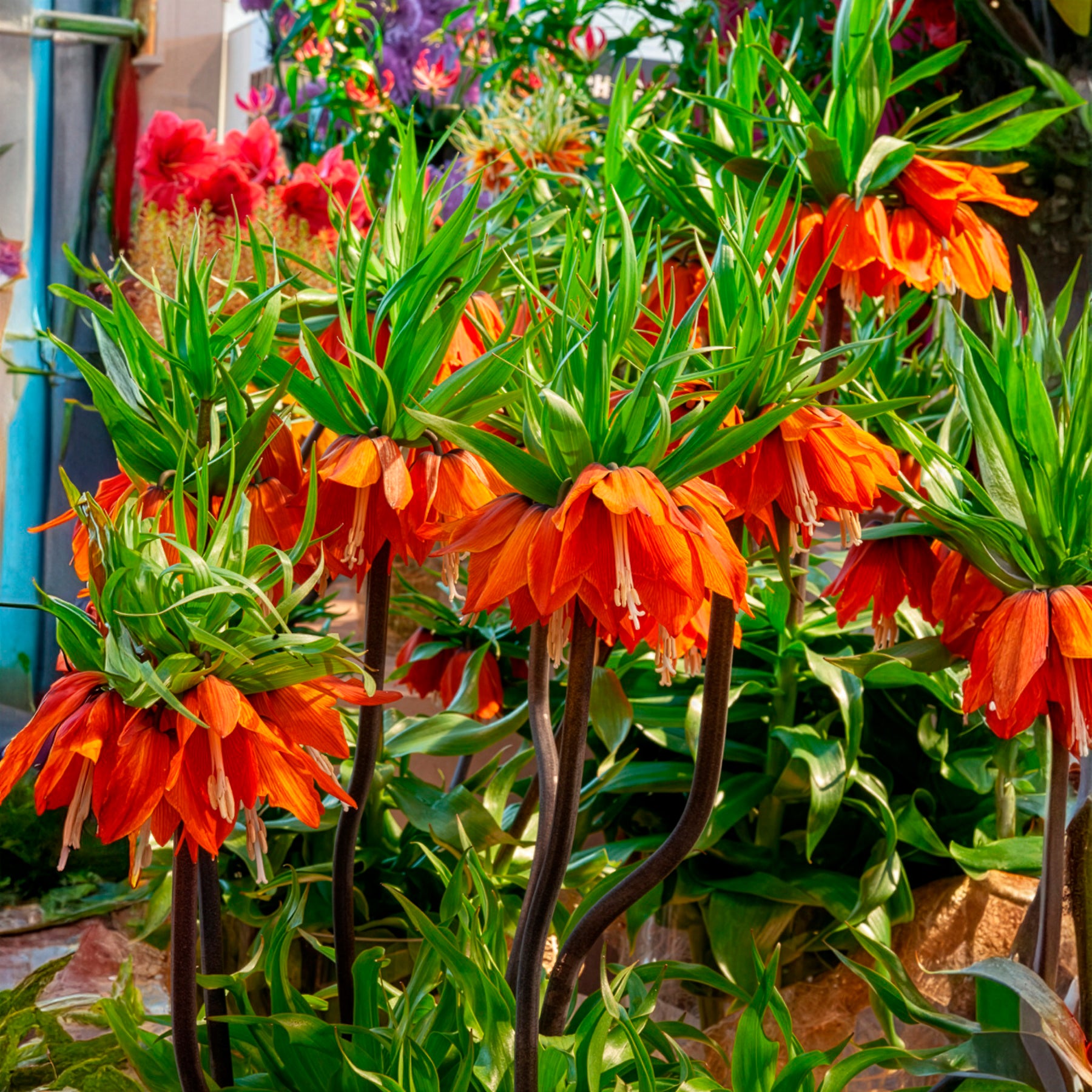 Fritillaria imperialis - Kaiserkrone 'Orange Beauty' - Fritillaria-Zwiebeln