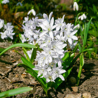 Puschkinia libanotica Alba (x20) - Puschkinia libanotica alba - Bakker