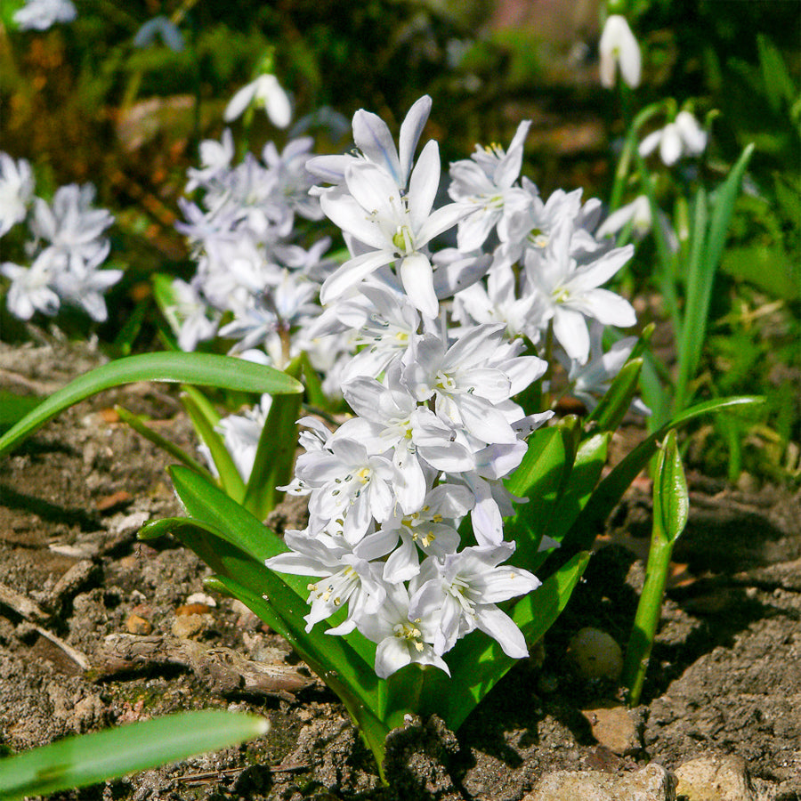 Puschkinia libanotica Alba (x20) - Puschkinia libanotica alba - Bakker