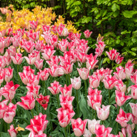 Tulpe ‘Beauty Trend’ (x10) - Tulipa beauty trend - Bakker