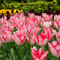 Tulpe ‘Beauty Trend’ (x10)