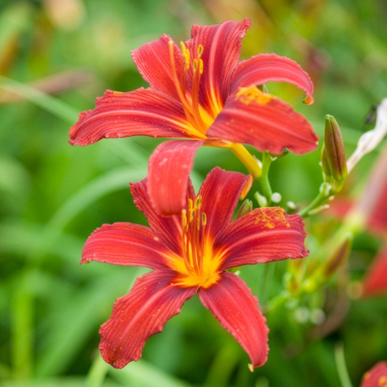 Taglilien ‘Crimson Pirate’ (x3) - Hemerocallis - Taglilie - Bakker