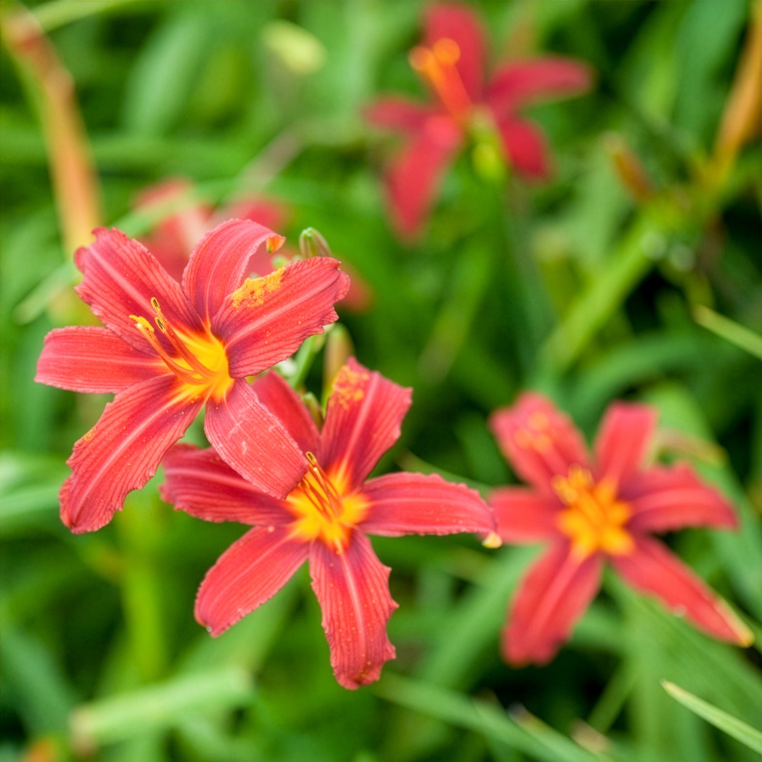 Verkauf Taglilien ‘Crimson Pirate’ (x3) - Hemerocallis - Taglilie