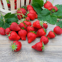 Fragaria x ananassa magnum cov marionnet 97 - Erdbeere Magnum ® COV Marionnet 97 - Erdbeeren