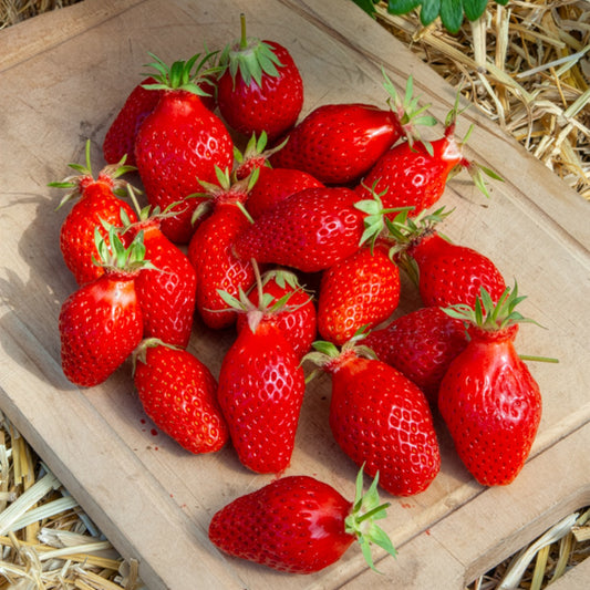 Erdbeere Gariguette - Bakker