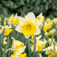 Narzisse 'Goblet' (x10) - Narcissus goblet - Bakker