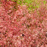 Ahorn Taylor - Acer palmatum taylor - Bakker