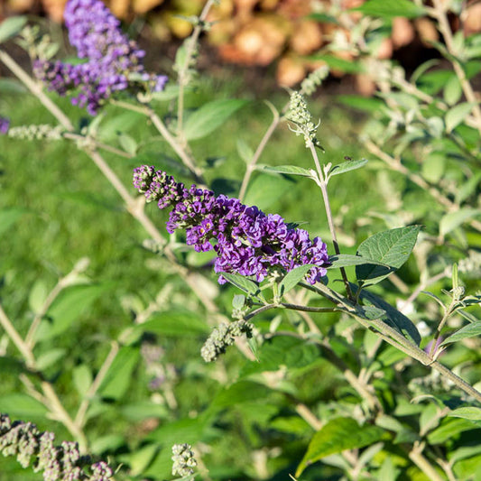 Schmetterlingsflieder Sommerflânerie - Bakker