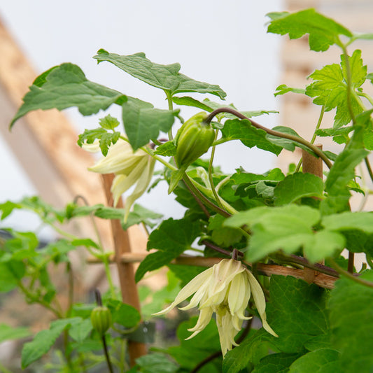 Waldrebe Amber - Bakker