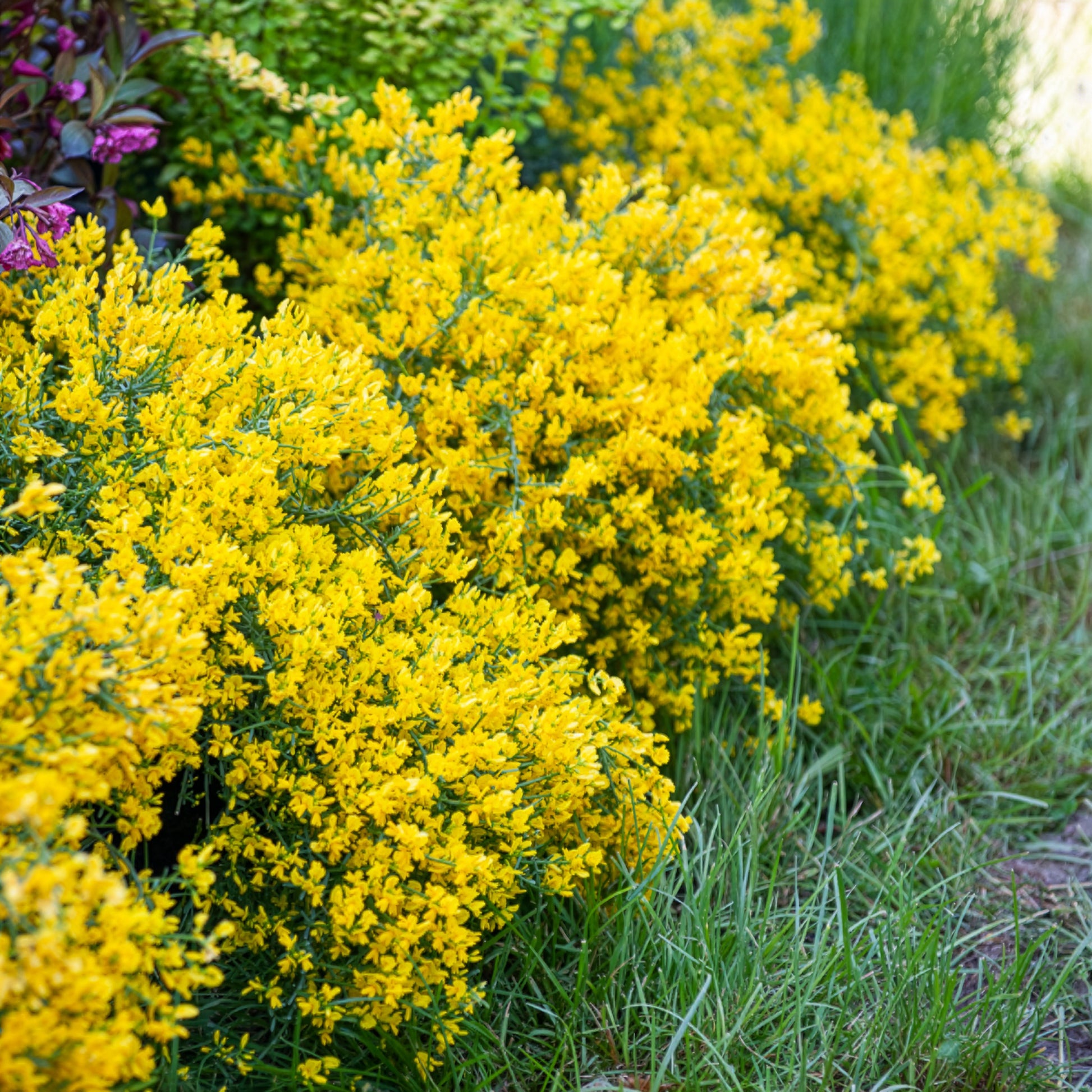 Genista lydia - Steunginster - Sträucher