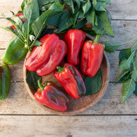 Paprika-Pflanzen ‘Lamuyo’ (x3)