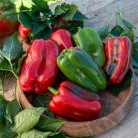 Capsicum annuum lamuyo - Paprika-Pflanzen ‘Lamuyo’ (x3) - Gemüsepflanzen