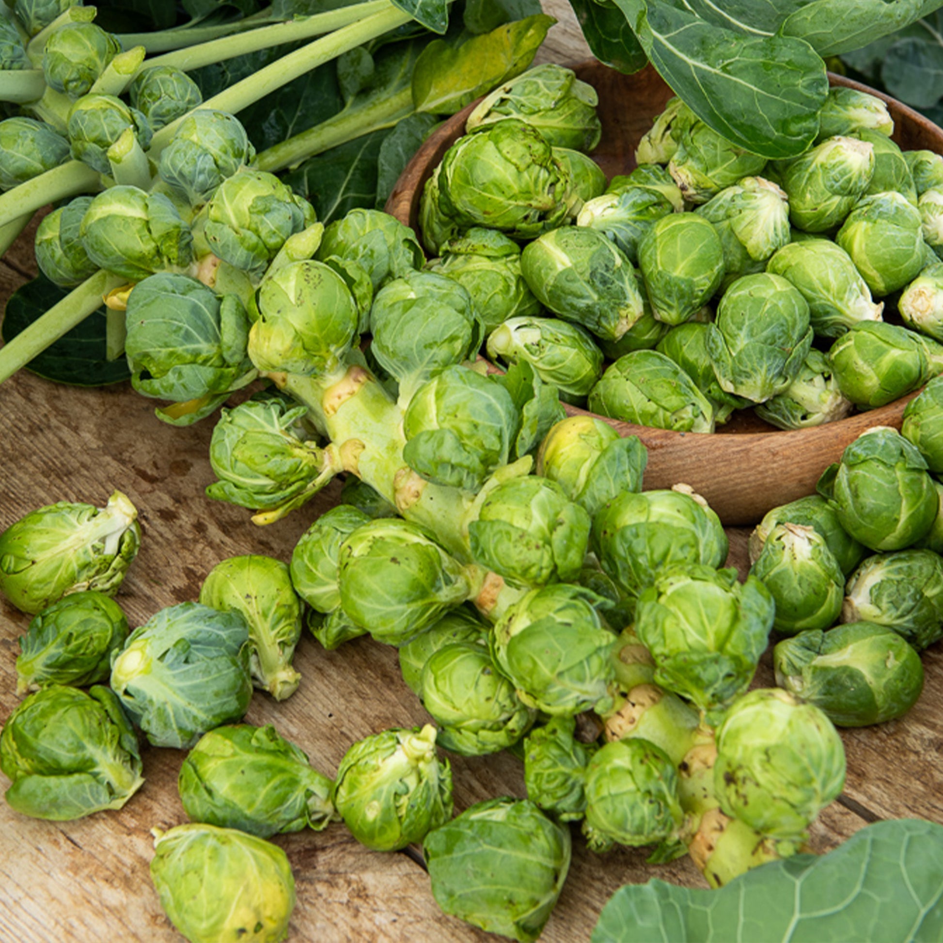 Rosenkohl Igor F1 - Brassica oleracea gemmifera igor f1 - Bakker